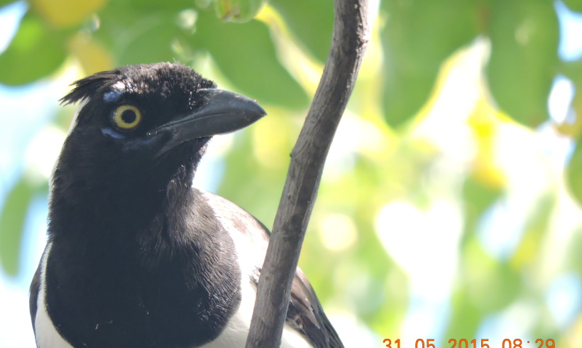 O ESTUDO DA FAUNA ATROPELADA E A IMPLANTAÇÃO DE PARQUES EÓLICOS.